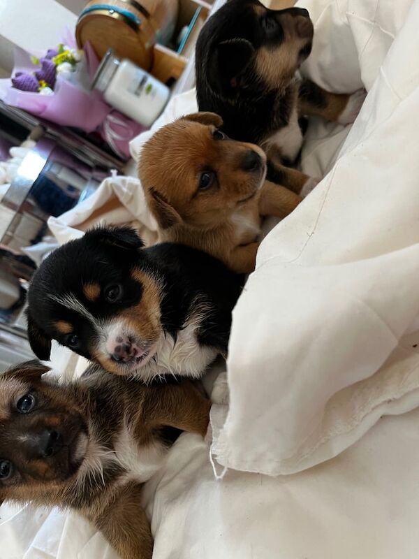 Jack Russell puppies for sale in Swansea / Abertawe, West Glamorgan – 3 weeks old - Image 3 of 3