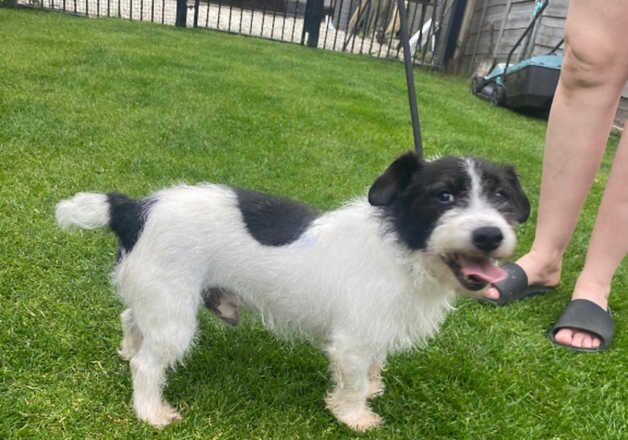 Jack Russell puppies for sale in Pontefract, West Yorkshire – 8 months old - Image 2 of 3