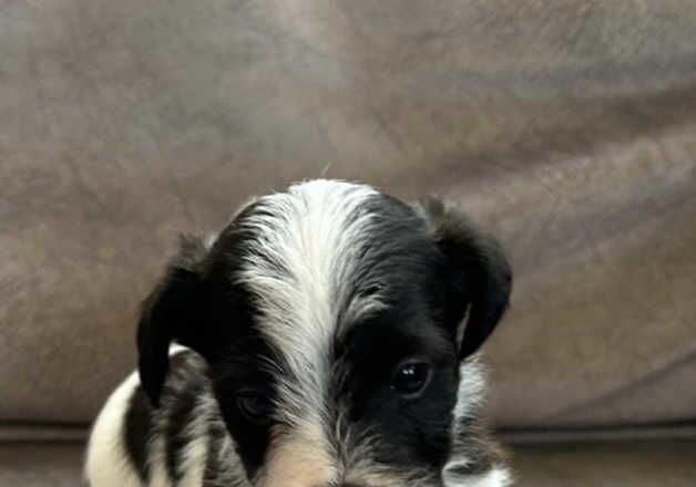 Jack Russell puppies for sale in Pontefract, West Yorkshire – 8 months old - Image 3 of 3