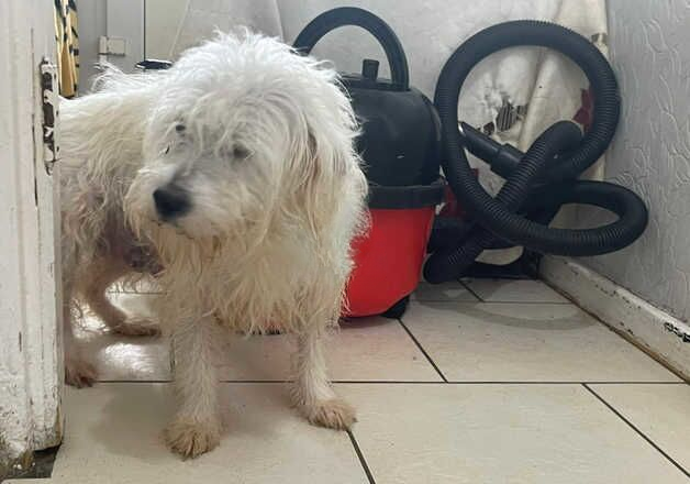 Jack Russell Terrier puppies for sale in Ashford, Surrey – 1 year old - Image 1 of 2