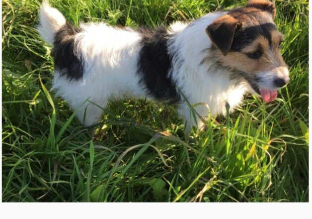 Jack Russell Terrier puppies for sale in Ashford, Surrey – 1 year old - Image 2 of 2