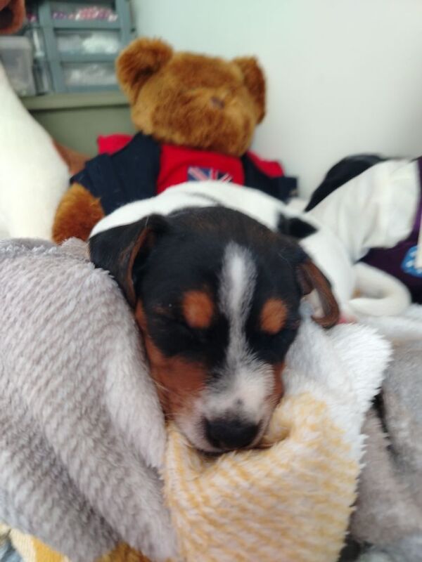 3 delightful 9 wk old pups available for sale in Gloucestershire