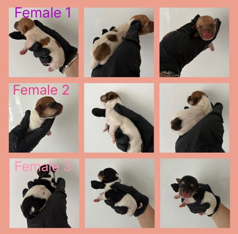 3 female jack russell pups