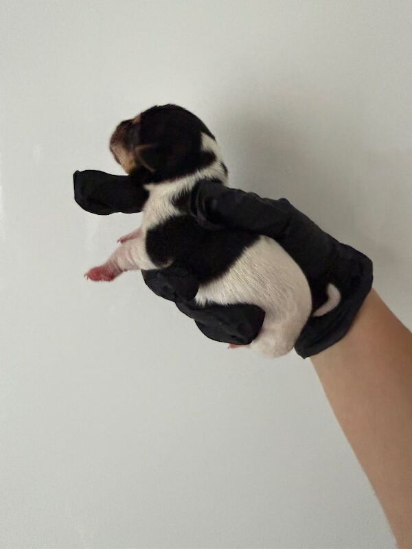 3 female jack russell pups - Image 2 of 5