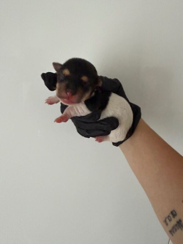 3 female jack russell pups - Image 3 of 5