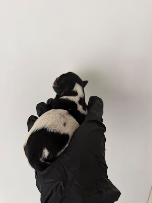 3 female jack russell pups - Image 4 of 5