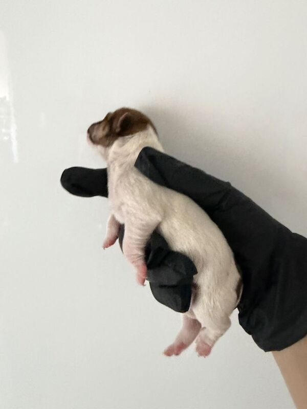 3 female jack russell pups - Image 5 of 5