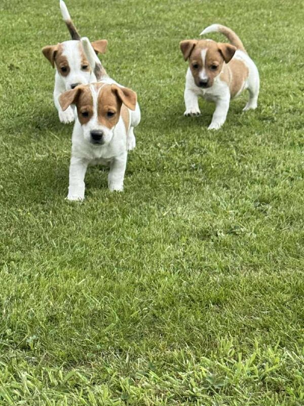 3 girls & 1 boy Jack Russell pups for sale in Chesterfield, Derbyshire