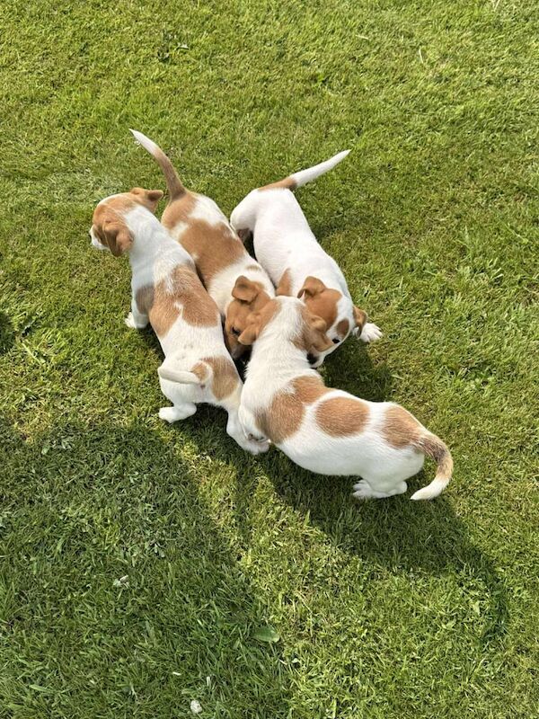 3 girls & 1 boy Jack Russell pups for sale in Chesterfield, Derbyshire | Image 2