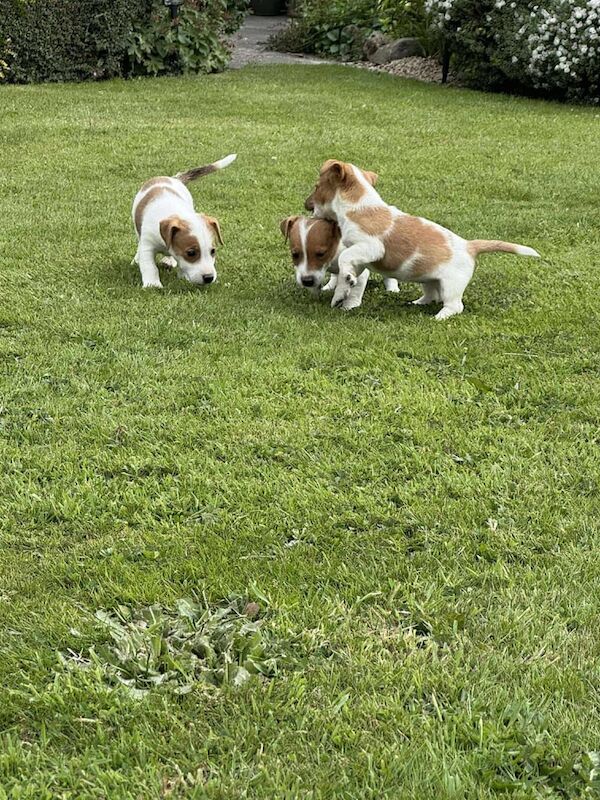 3 girls & 1 boy Jack Russell pups for sale in Chesterfield, Derbyshire | Image 3