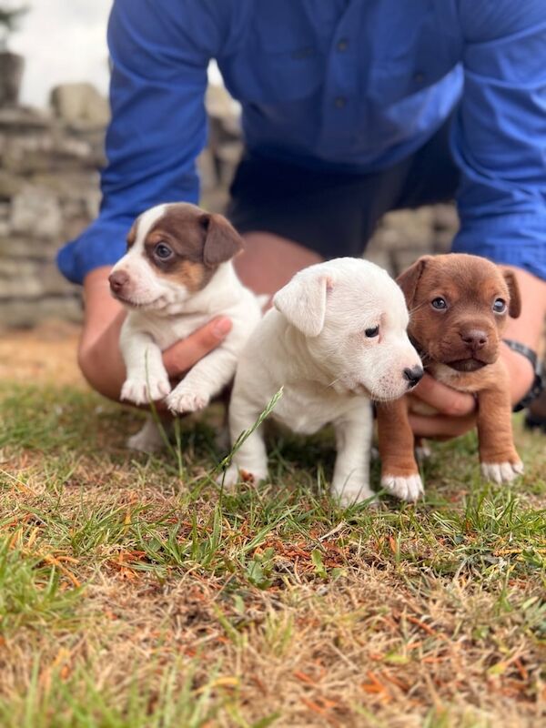 Jack Russell puppies for sale in Brecon / Aberhonddu, Powys – 5 weeks old