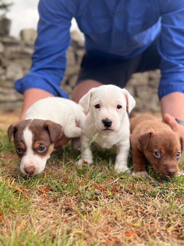 Jack Russell puppies for sale in Brecon / Aberhonddu, Powys – 5 weeks old - Image 2 of 3