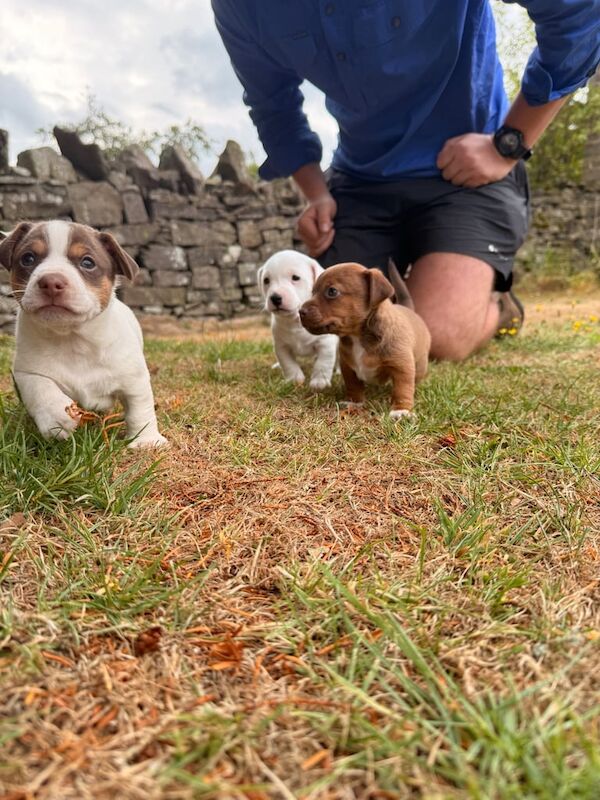 Jack Russell puppies for sale in Brecon / Aberhonddu, Powys – 5 weeks old - Image 3 of 3