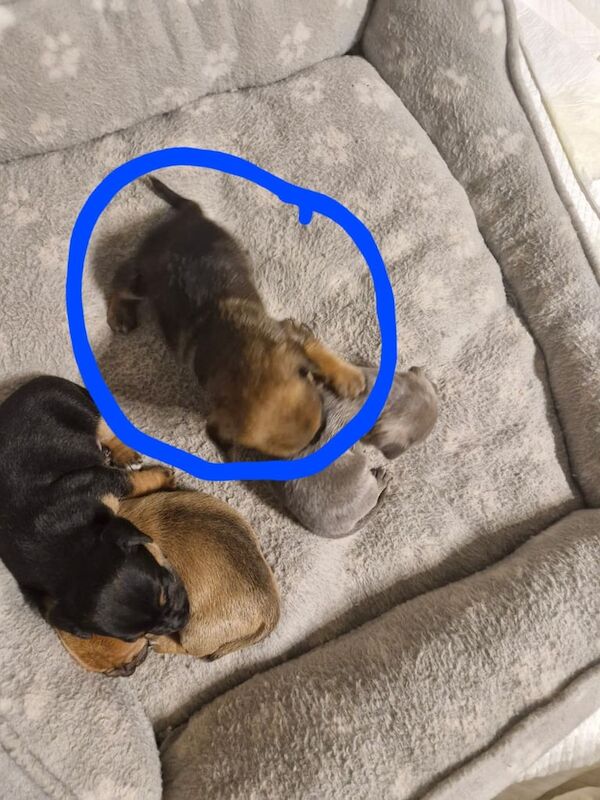 Jack Russell Terrier puppies for sale in Droitwich Spa, Worcestershire – 10 months old - Image 1 of 3