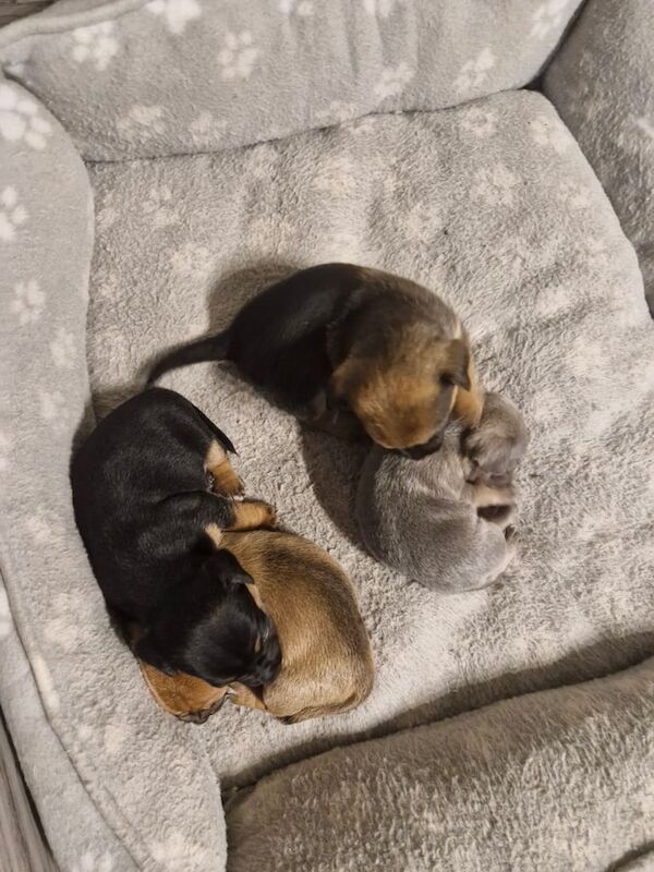 Jack Russell Terrier puppies for sale in Droitwich Spa, Worcestershire – 10 months old - Image 2 of 3