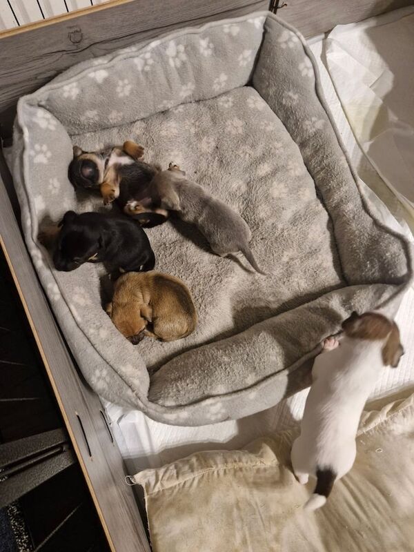 3 Jack Russell puppies for sale in Droitwich Spa, Worcestershire - Image 3