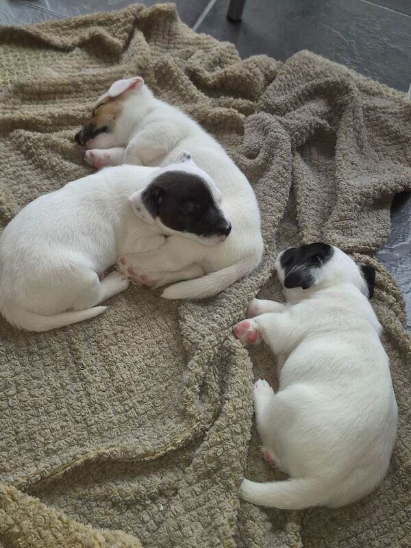 3 jack russell puppies for sale