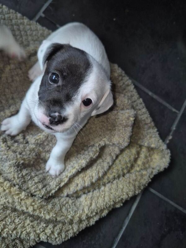 3 jack russell puppies for sale - Image 2 of 5