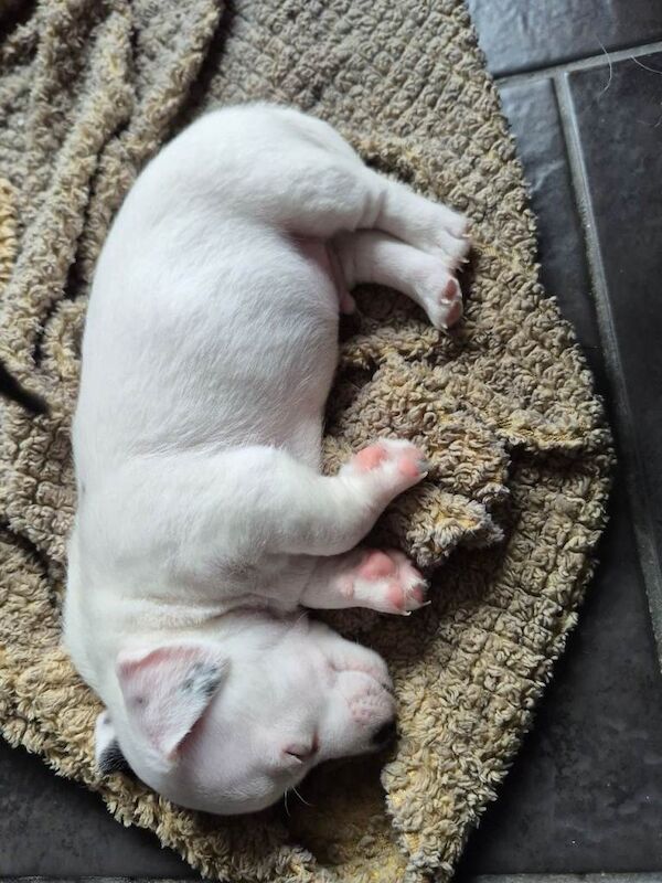 3 jack russell puppies for sale - Image 3 of 5