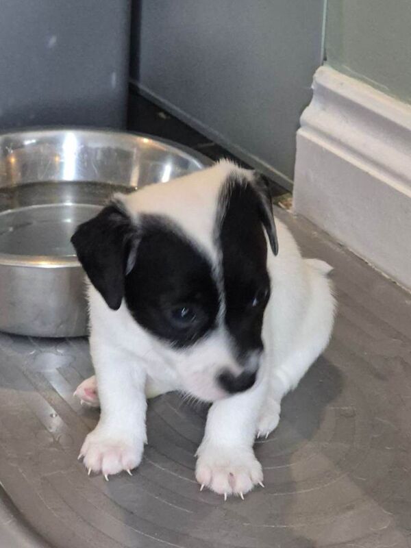 3 jack russell puppies for sale - Image 4 of 5