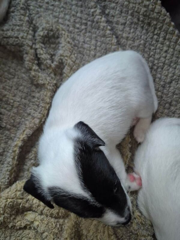3 jack russell puppies for sale - Image 5 of 5