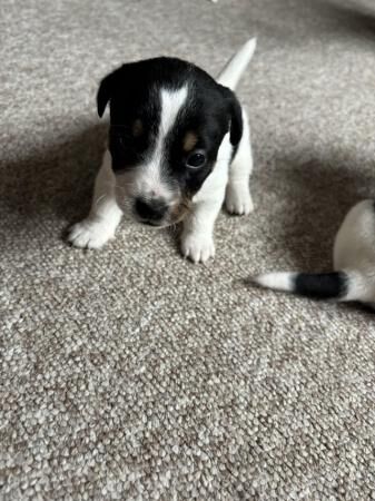 3 Jack Russell Tricolour puppies for sale in Watlington, Oxfordshire - Image 1