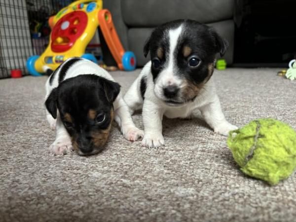 3 Jack Russell Tricolour puppies for sale in Watlington, Oxfordshire - Image 2