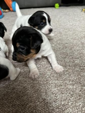 3 Jack Russell Tricolour puppies for sale in Watlington, Oxfordshire - Image 3