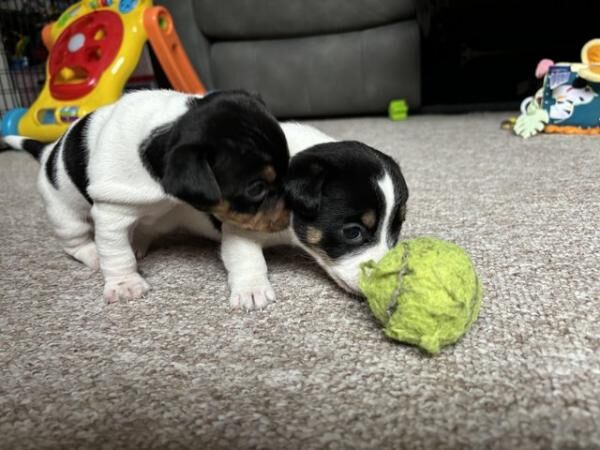 3 Jack Russell Tricolour puppies for sale in Watlington, Oxfordshire - Image 4