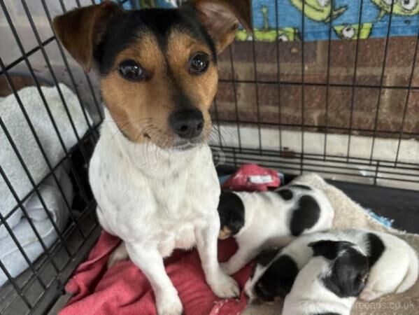 3 Jack Russell Tricolour puppies for sale in Watlington, Oxfordshire - Image 5