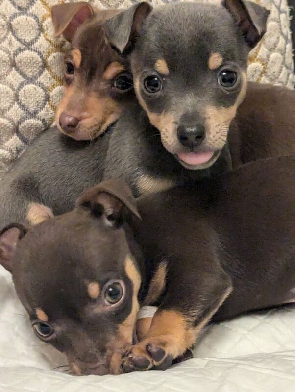 Jack Russell Terrier puppies for sale in Ebbw Vale / Glyn Ebwy, Gwent – 8 weeks old - Image 2 of 5