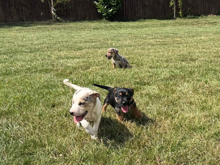 Jack Russell puppies for sale in Market Harborough, Leicestershire – 7 weeks old