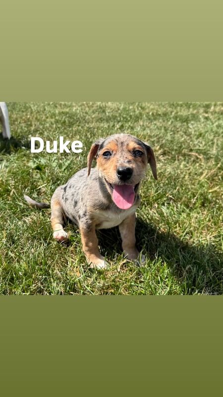 Jack Russell puppies for sale in Market Harborough, Leicestershire – 7 weeks old - Image 3 of 3