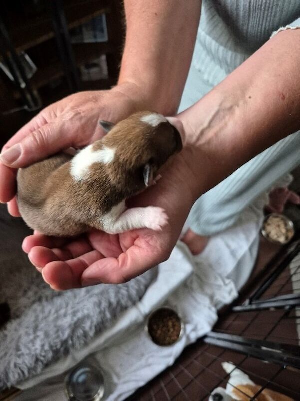 3 pure beautiful Jack Russell puppies to find their forever homes for sale in Maryport, Cumbria