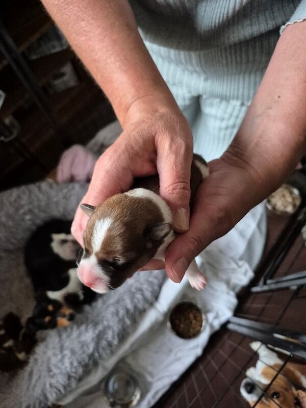 3 pure beautiful Jack Russell puppies to find their forever homes for sale in Maryport, Cumbria | Image 2