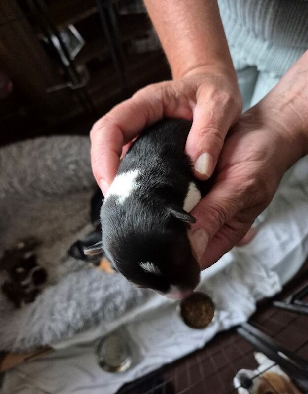 3 pure beautiful Jack Russell puppies to find their forever homes for sale in Maryport, Cumbria | Image 3