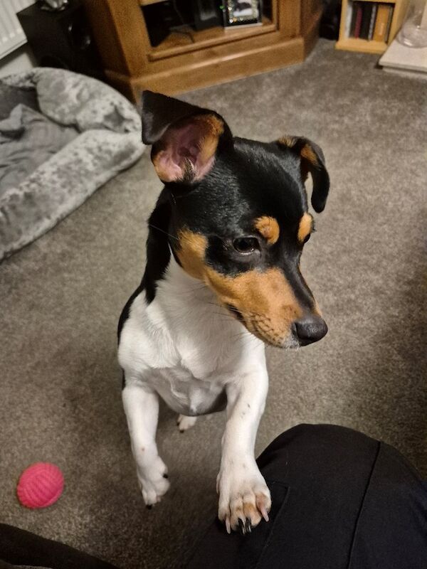 3 pure beautiful Jack Russell puppies to find their forever homes for sale in Maryport, Cumbria | Image 4