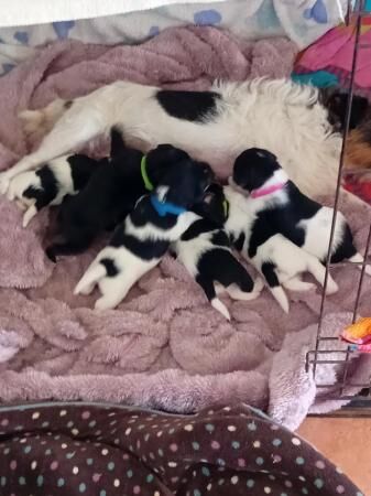 3 week old Jack Russel pups ready in 5 weeks for sale in Cowes, Isle of Wight - Image 1