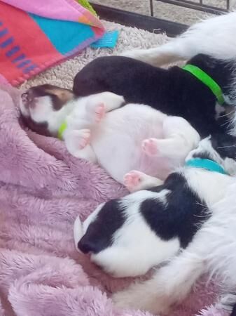 3 week old Jack Russel pups ready in 5 weeks for sale in Cowes, Isle of Wight - Image 2