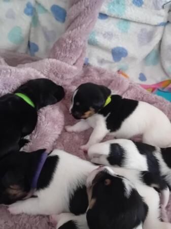 3 week old Jack Russel pups ready in 5 weeks for sale in Cowes, Isle of Wight - Image 3