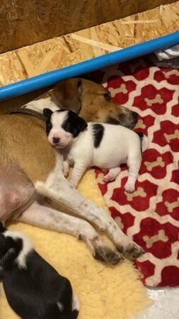 3 week old Jack Russell x puppies for sale in Cullompton, Devon - Image 3