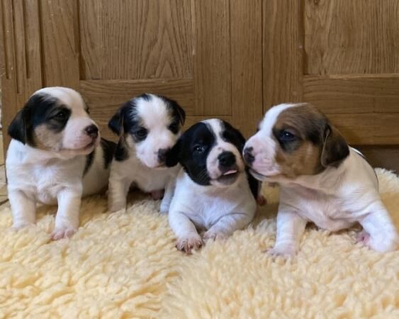 3 week old Jack Russell x puppies for sale in Cullompton, Devon - Image 4