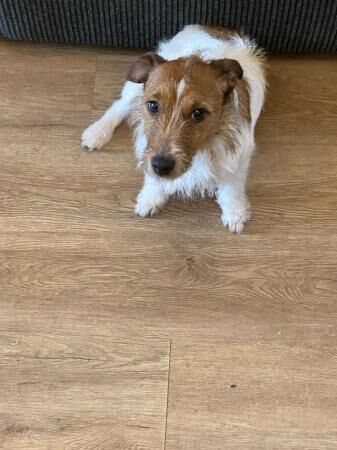 3 year old Jack Russell for sale in Cardiff/Caerdydd, Cardiff - Image 1
