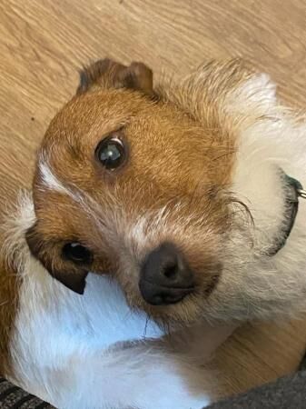 3 year old Jack Russell for sale in Cardiff/Caerdydd, Cardiff - Image 2
