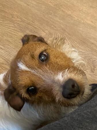 3 year old Jack Russell for sale in Cardiff/Caerdydd, Cardiff - Image 5