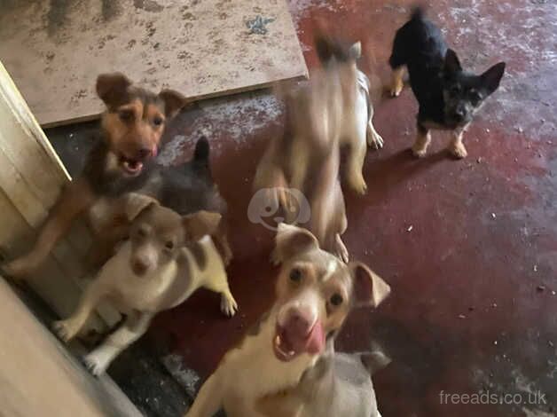 Jack Russell Terrier puppies for sale in Swansea, Swansea – 1 year old - Image 1 of 2