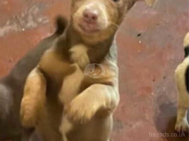 Jack Russell Terrier puppies for sale in Swansea, Swansea – 1 year old - Image 2 of 2