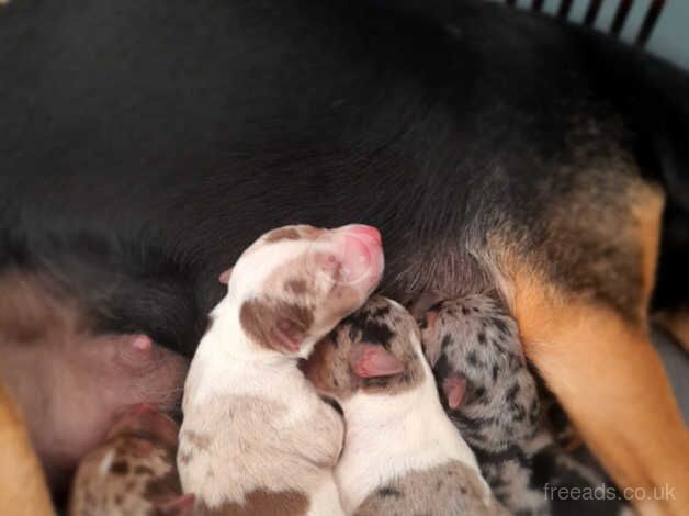 Jack Russell Terrier puppies for sale in Ebbw Vale/Glyn Ebwy, Blaenau Gwent – 1 year old - Image 1 of 5