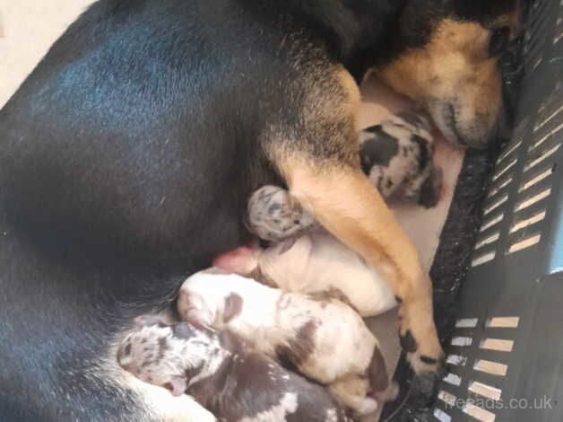 Jack Russell Terrier puppies for sale in Ebbw Vale/Glyn Ebwy, Blaenau Gwent – 1 year old - Image 2 of 5