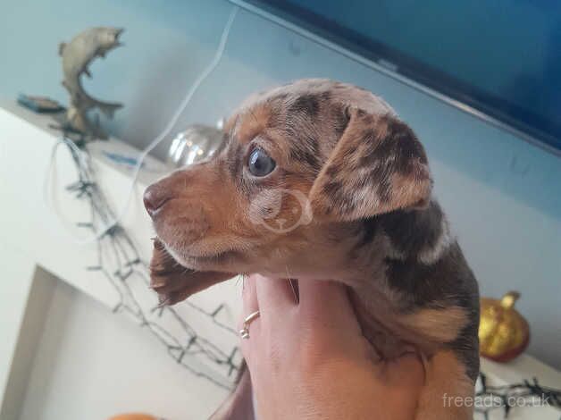 Jack Russell Terrier puppies for sale in Ebbw Vale/Glyn Ebwy, Blaenau Gwent – 1 year old - Image 3 of 5